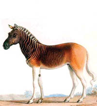 Има ли надежда за изчезналите животни