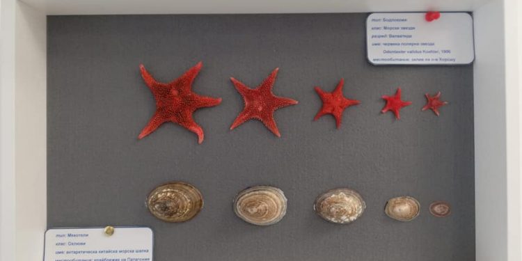 Амонити на 150 млн. години показват нашите полярници