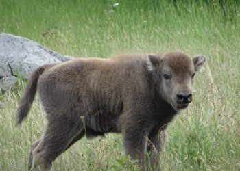 Още едно зубърче се роди  в Източните Родопи