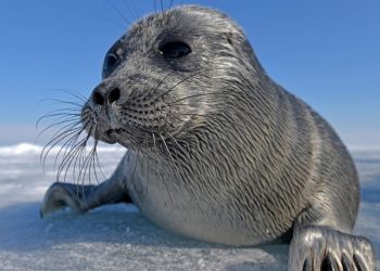 Диетата  на байкалските тюлени