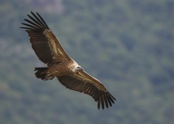 Животът  на белоглавите лешояди отблизо