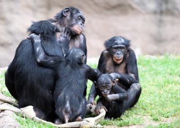 Бонобо – грижовните осиновители