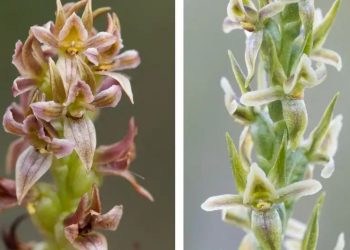 Преоткриха орхидея с дъх на лимон