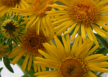 Инвитро култури от лечебно растение изследват учени от БАН