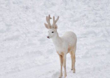 Сръндак албинос живее в Родопите