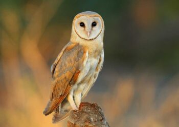 Цветовият модел на совите