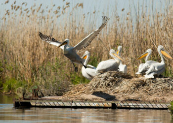 15 двойки пеликани гнездят  в резервата „Сребърна“