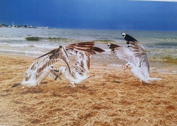 Морето през обектива