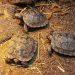 100-годишна галапагоска костенурка стана майка за първи път