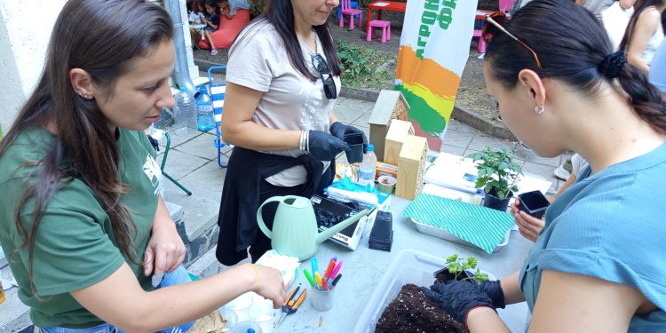 Как се засажда босилек