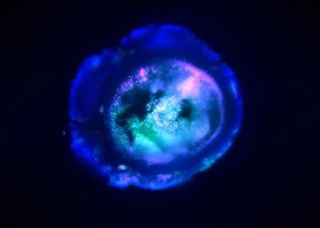 Учени отгледаха модел на човешки мозък