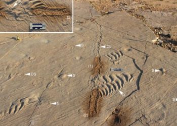 Следи от най-ранните животни са разкрити в древна приливна равнина