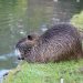 Бобрите допринасят за биоразнообразието на влажните зони